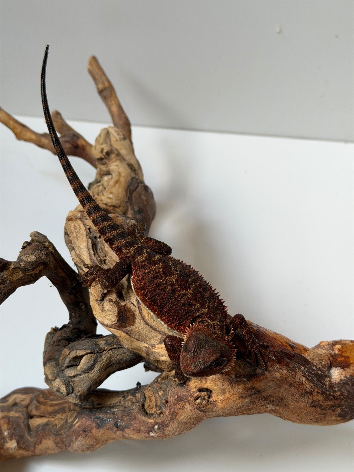 Pogona Vitticeps, Animaux & Accessoires, Lézard, 0 à 2 ans