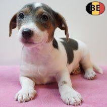 Jack Russell, Belgische pups te koop, Dieren en Toebehoren, Parvo, België, Jack Russell Terriër, Handelaar