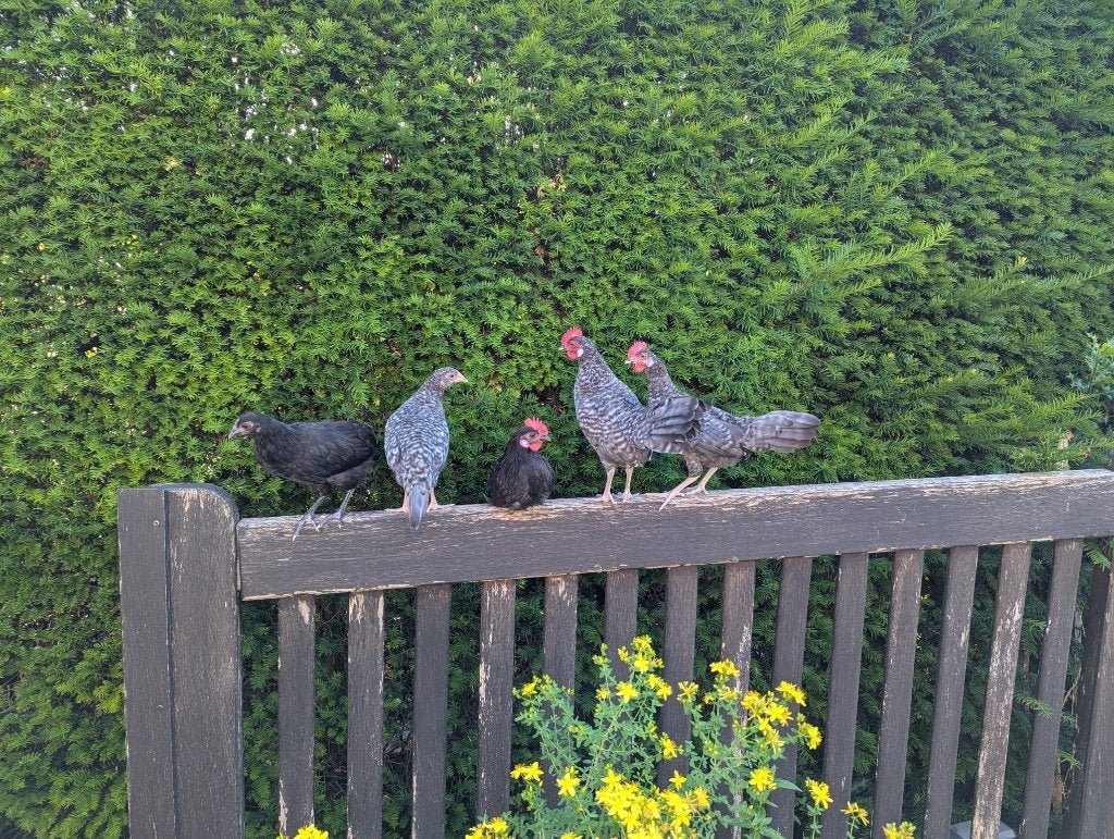 Haan krielhaantjes, Dieren en Toebehoren, Pluimvee, Mannelijk, Kip