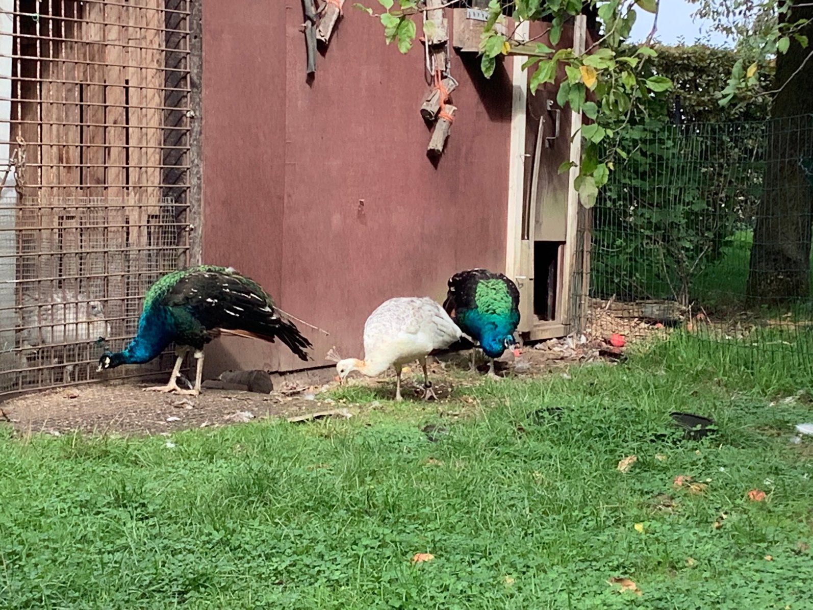 Zwartvleugelpauwen, Plusieurs animaux