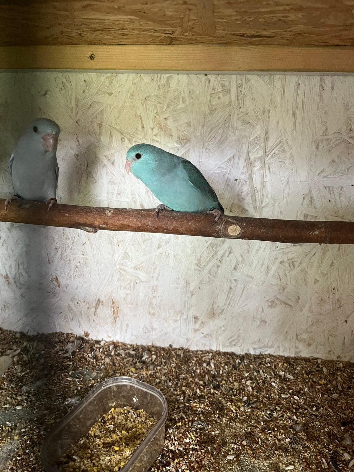Forpussen, Dieren en Toebehoren, Geringd