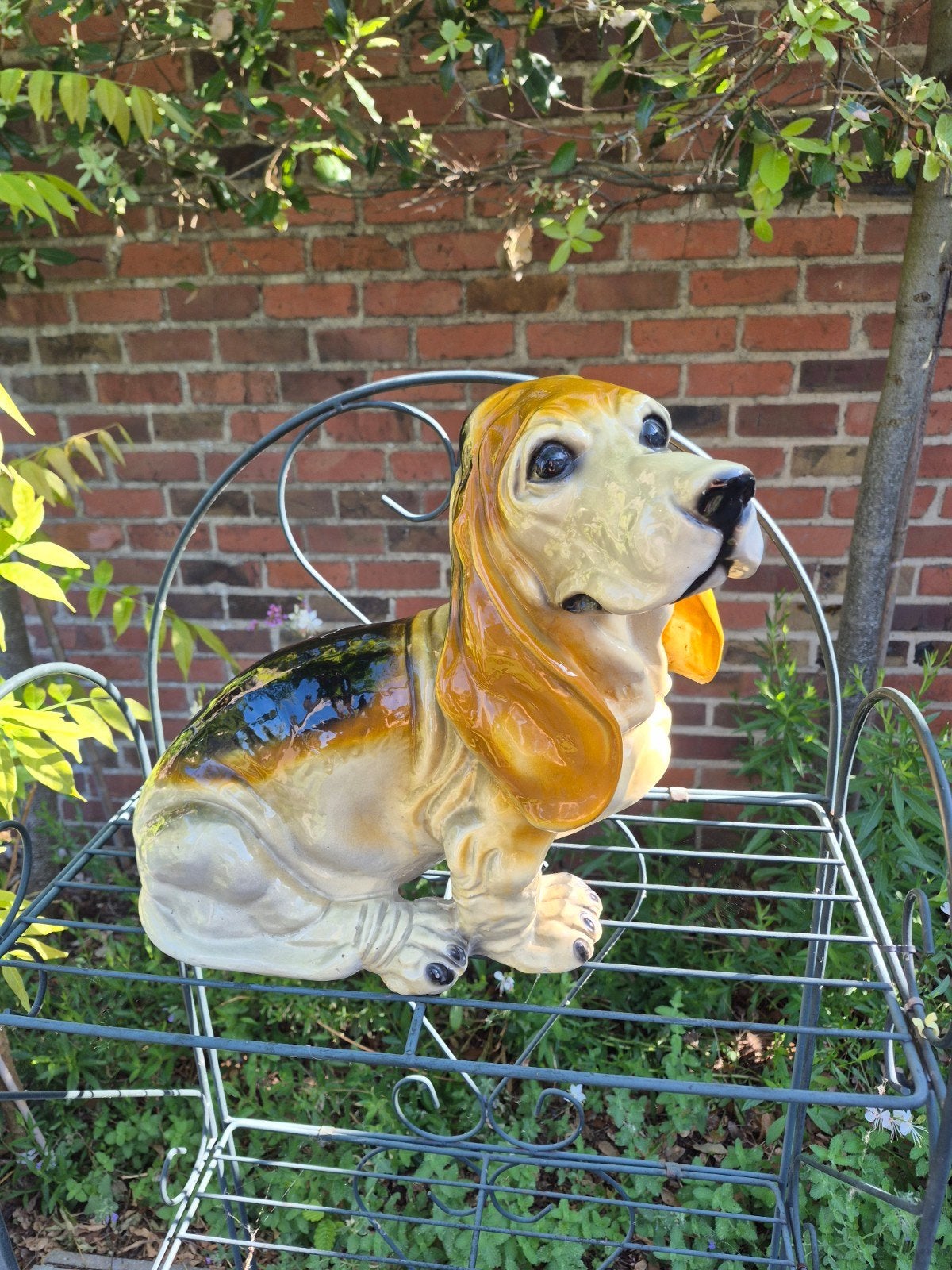 Decoratieve basset hond, Ophalen