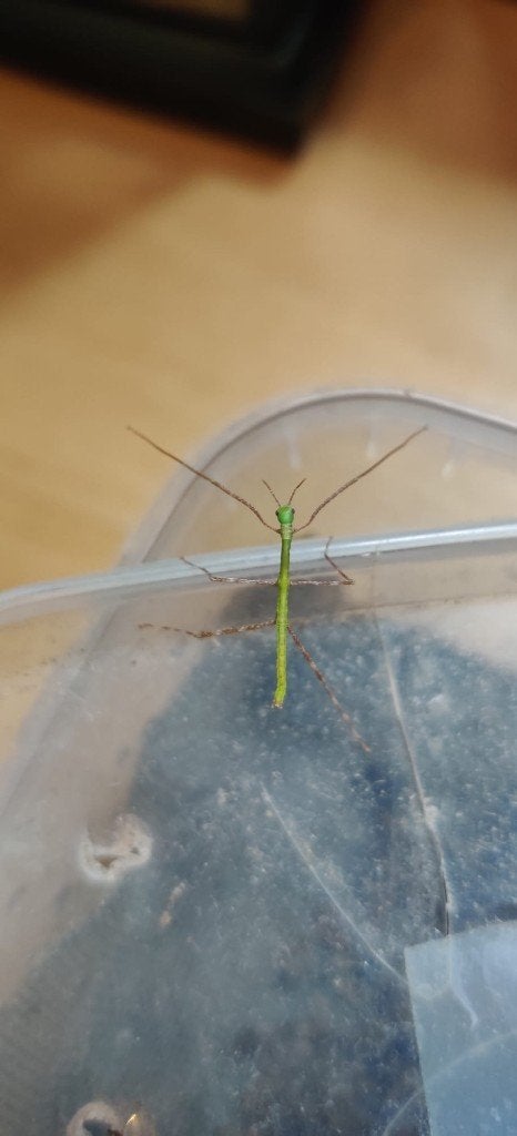 Wandelende takken - Phasmotaenia sp "Philippines", Dieren en Toebehoren, Insecten en Spinnen, Wandelende tak