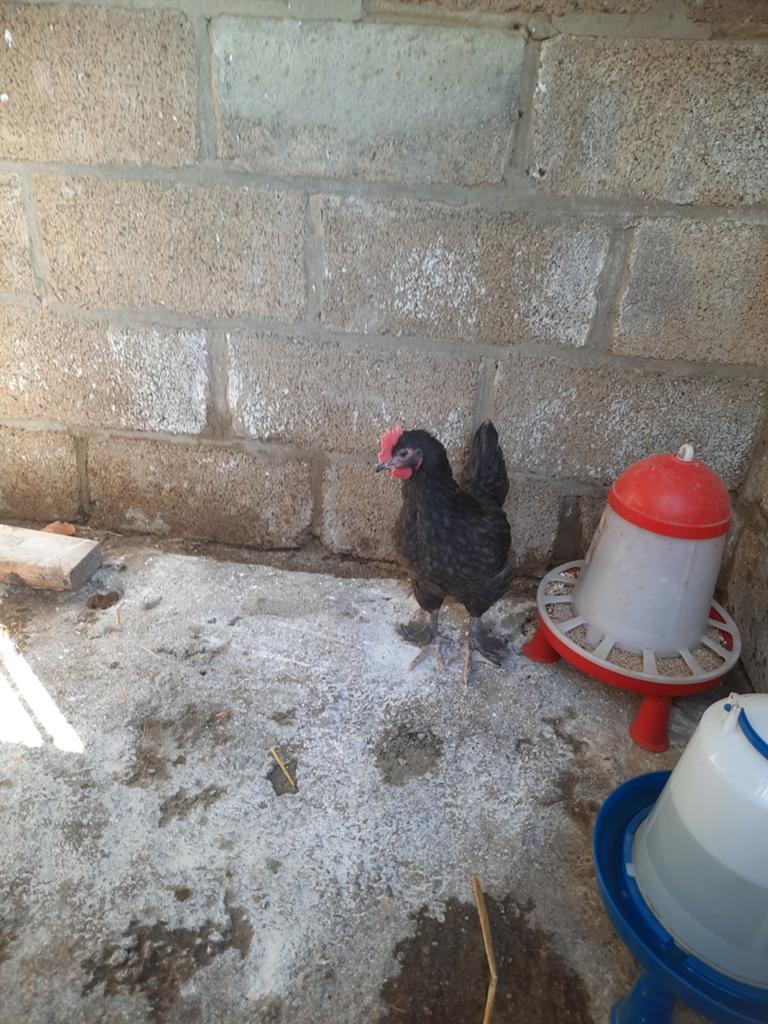Jonge Marans haan blauw/zilverhals, Mâle, Poule ou poulet