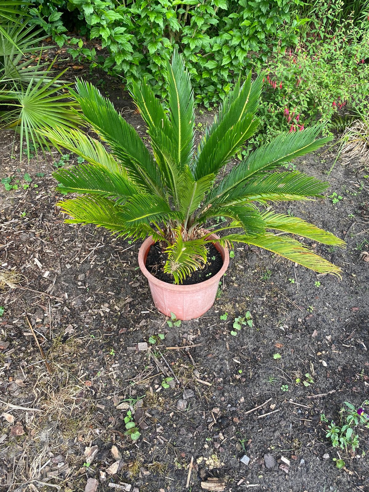 Palmboom, Tuin en Terras, Ophalen