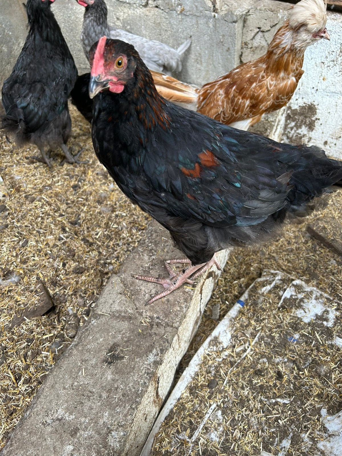 20 tal jonge hanen, Mannelijk, Kip