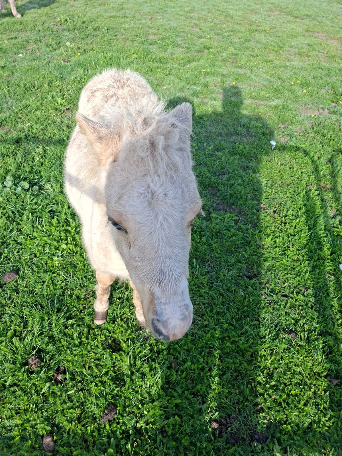 palomino hengstveulentje, Dieren en Toebehoren
