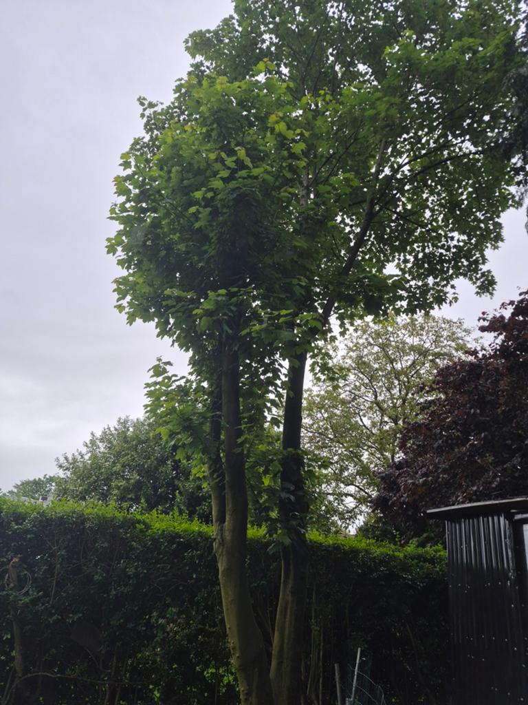 Boom doneren, Ophalen of Verzenden