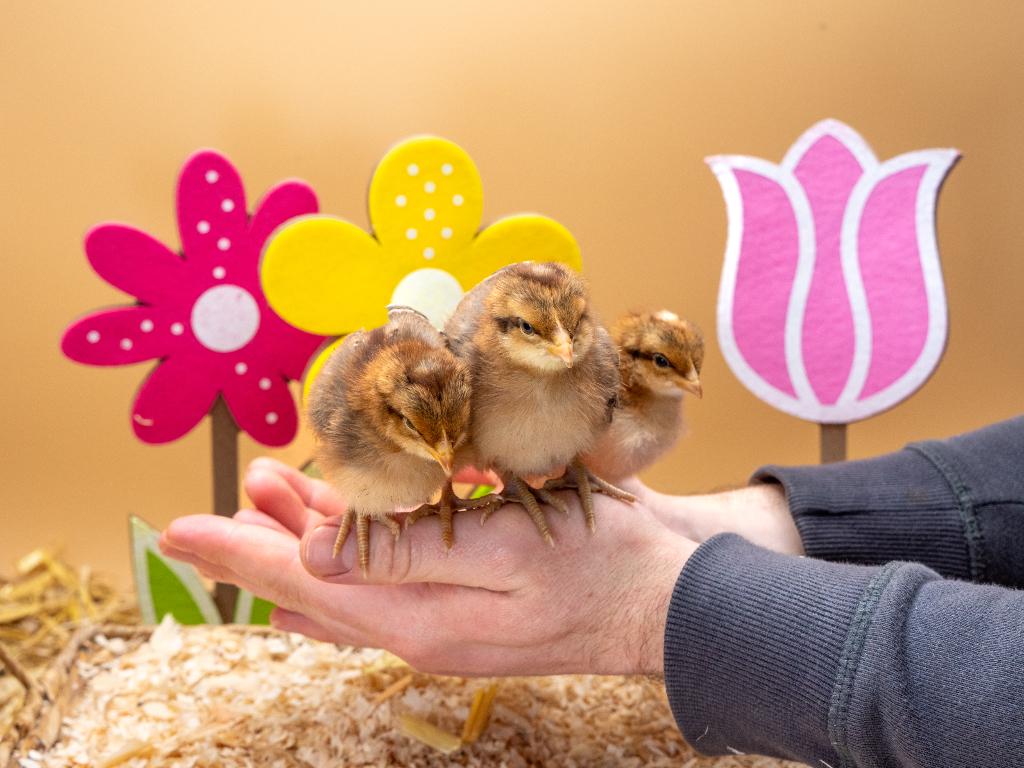 Jonge tamme Bielefelder kuikens gesekst & ingeënt, Animaux & Accessoires, Femelle, Poule ou poulet