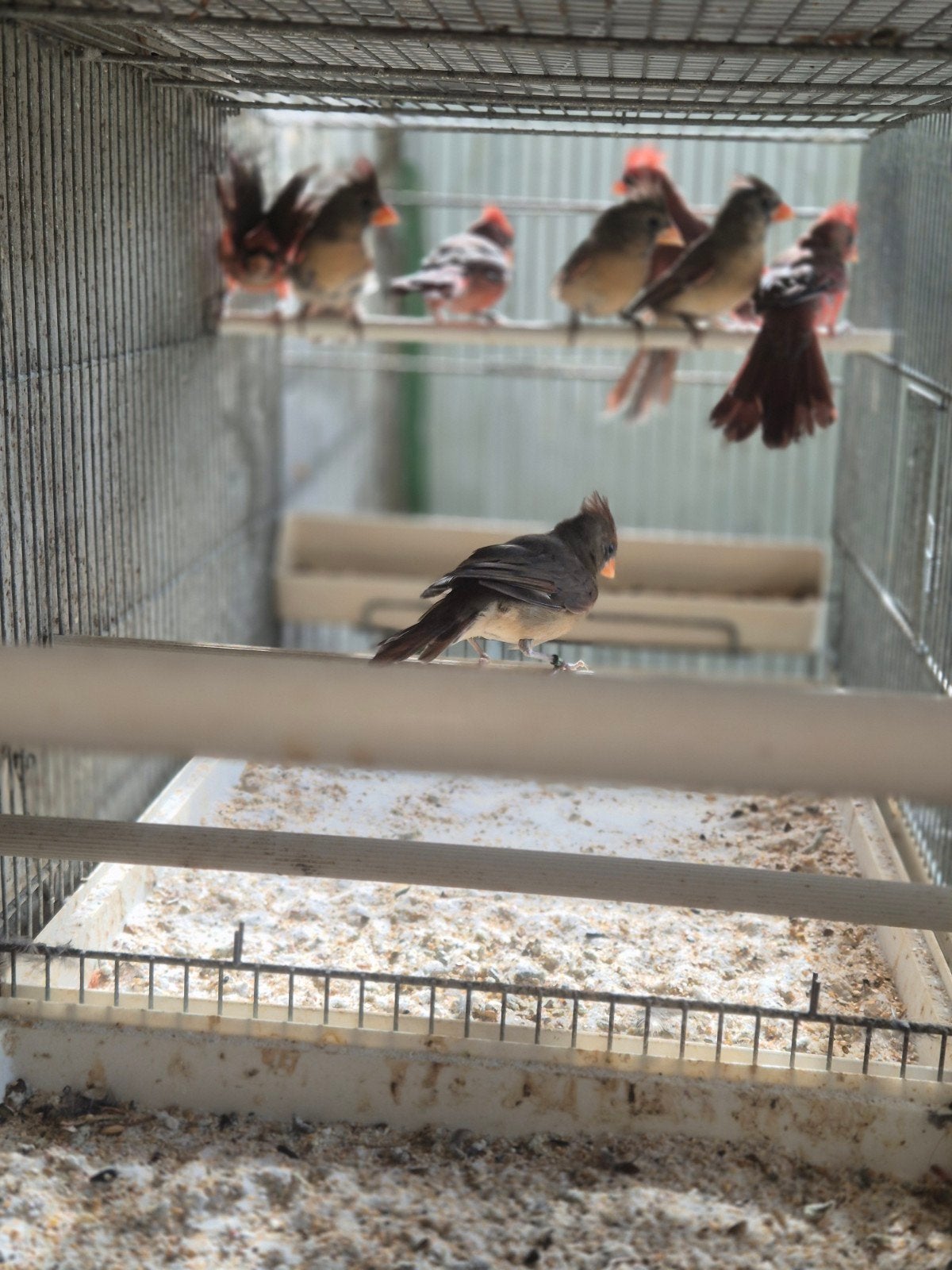 Groene Rode Roodkuif kardinalen, Meerdere dieren, Tropenvogel, Geringd