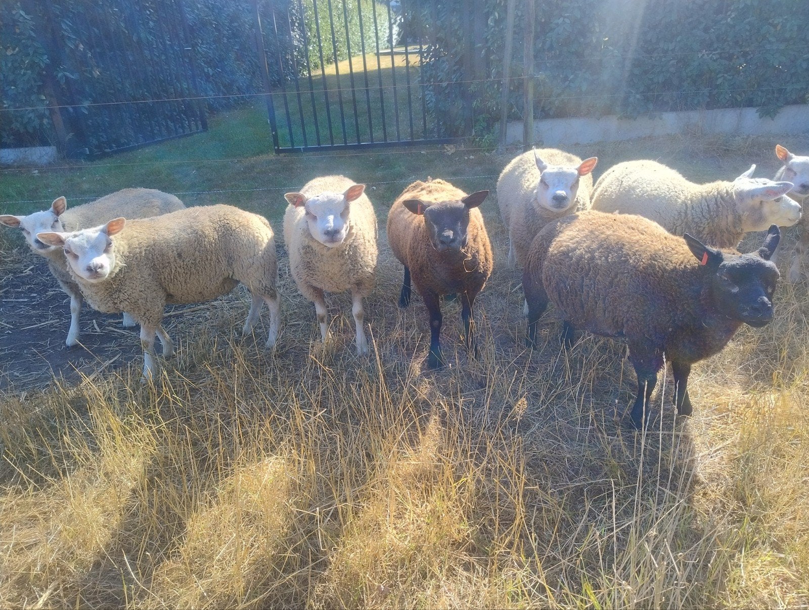 Texel schapen Texelaar rammen