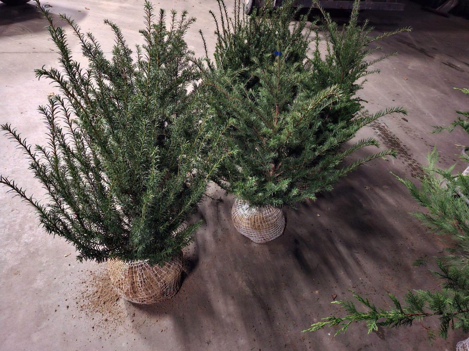 ‼️taxus baccata slechts 2per meter nodig ‼️, Tuin en Terras, Ophalen, Taxus