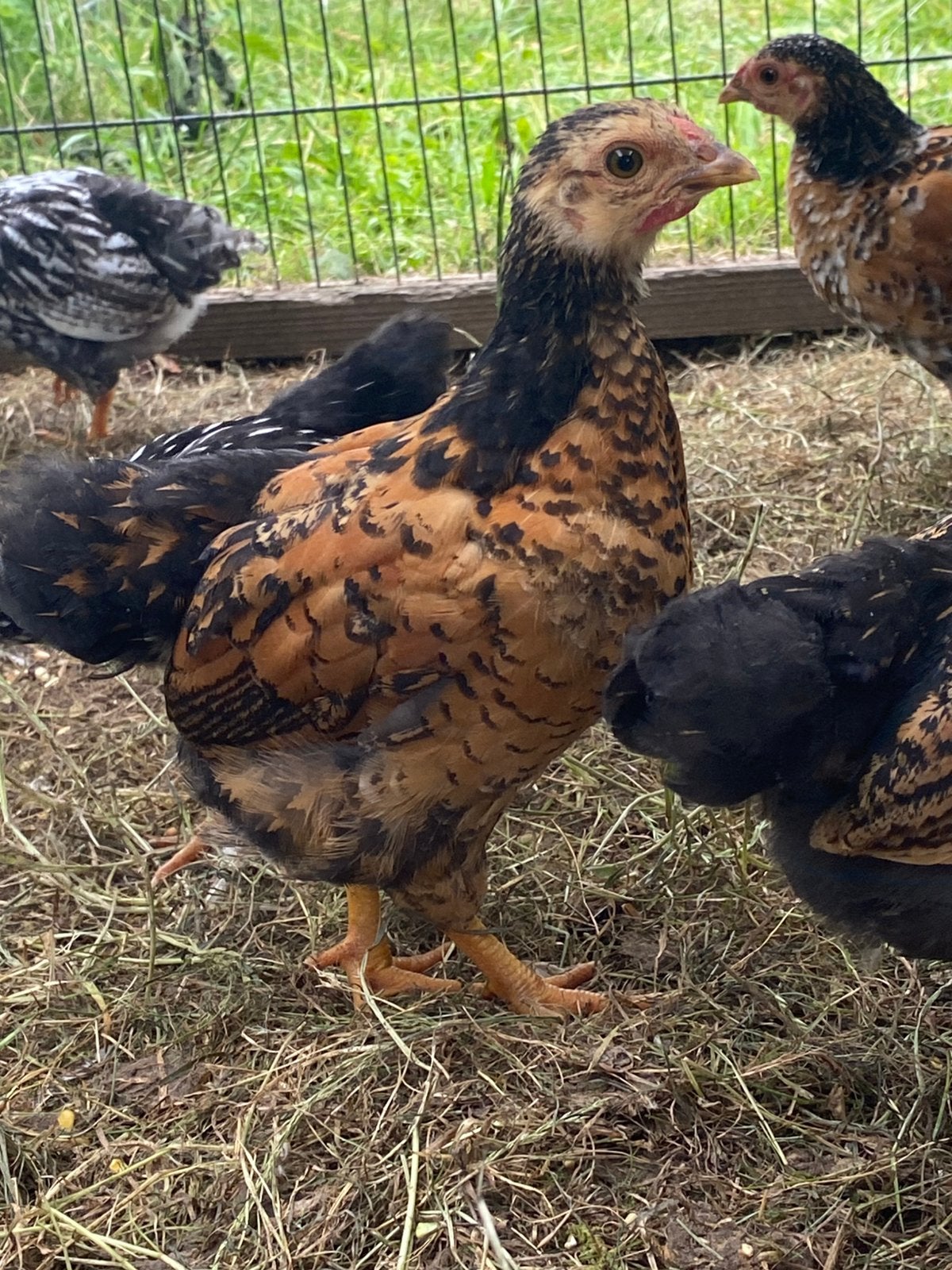 Wyandotte kriel haantjes, Dieren en Toebehoren, Pluimvee, Mannelijk, Kip