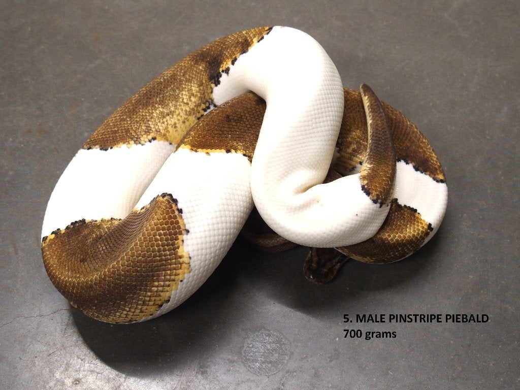 Koningspython halfwas en volwassen kweekdieren deel 1 Ball Python photo 5