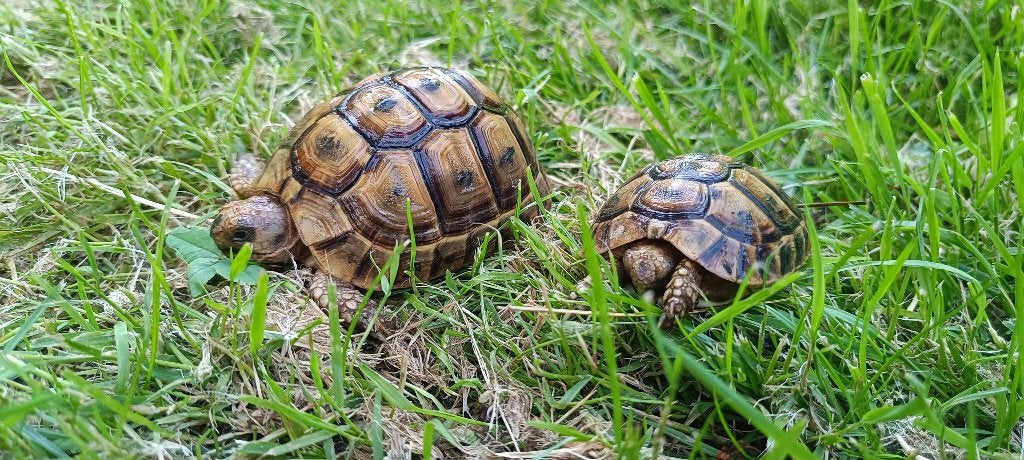 2 jeunes tortues grecque, Tortue, 0 à 2 ans