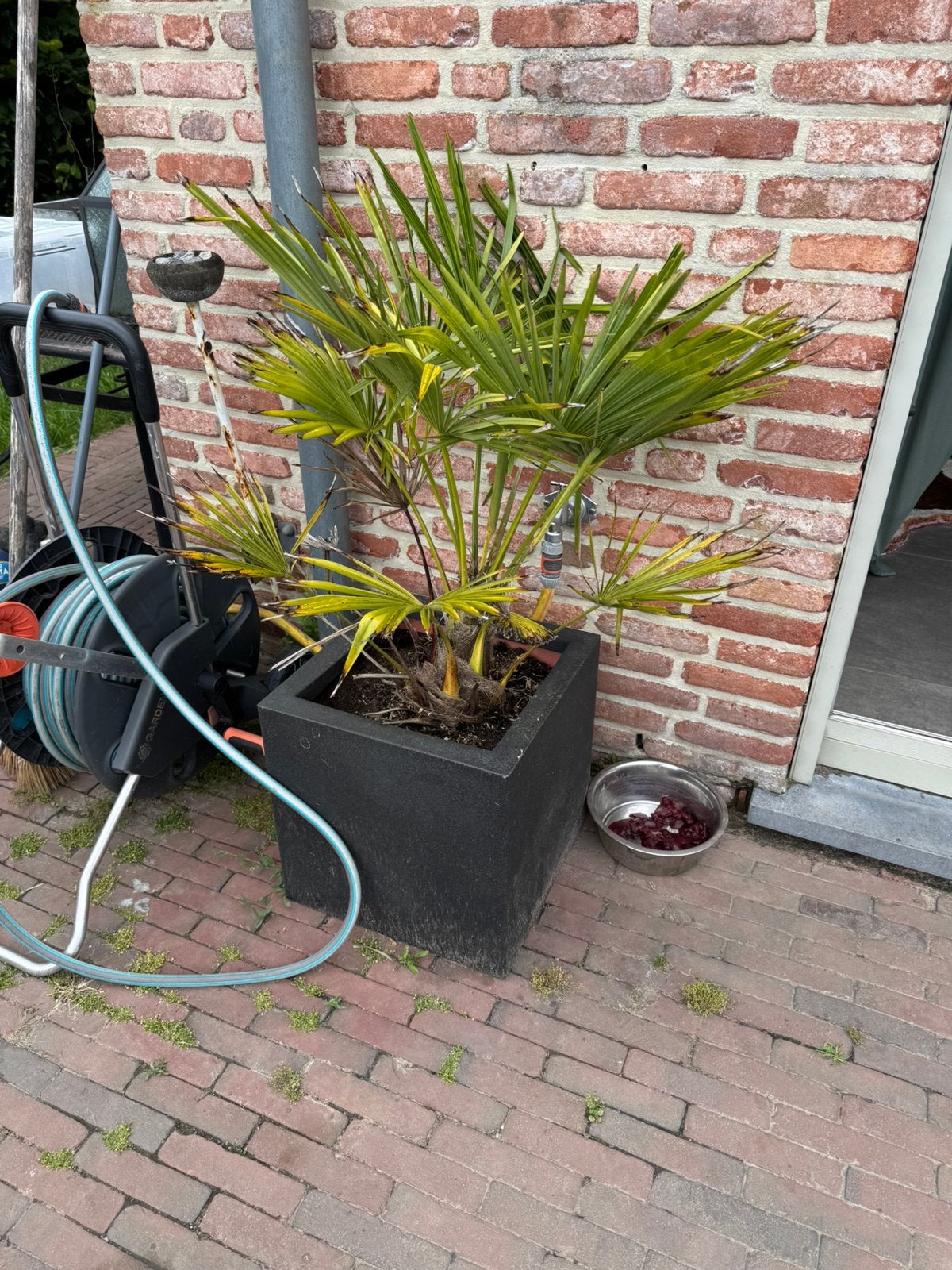 Bloempot met palmboom, Ophalen
