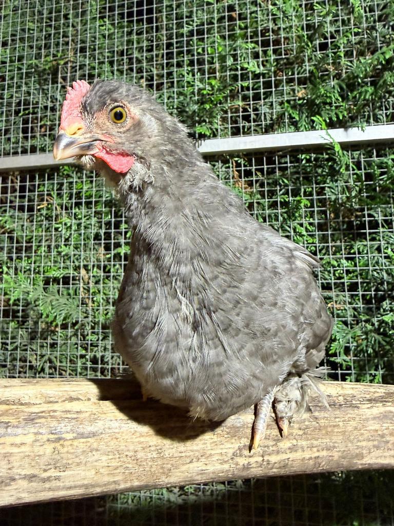 Jonge Marans haan, Dieren en Toebehoren, Pluimvee, Kip