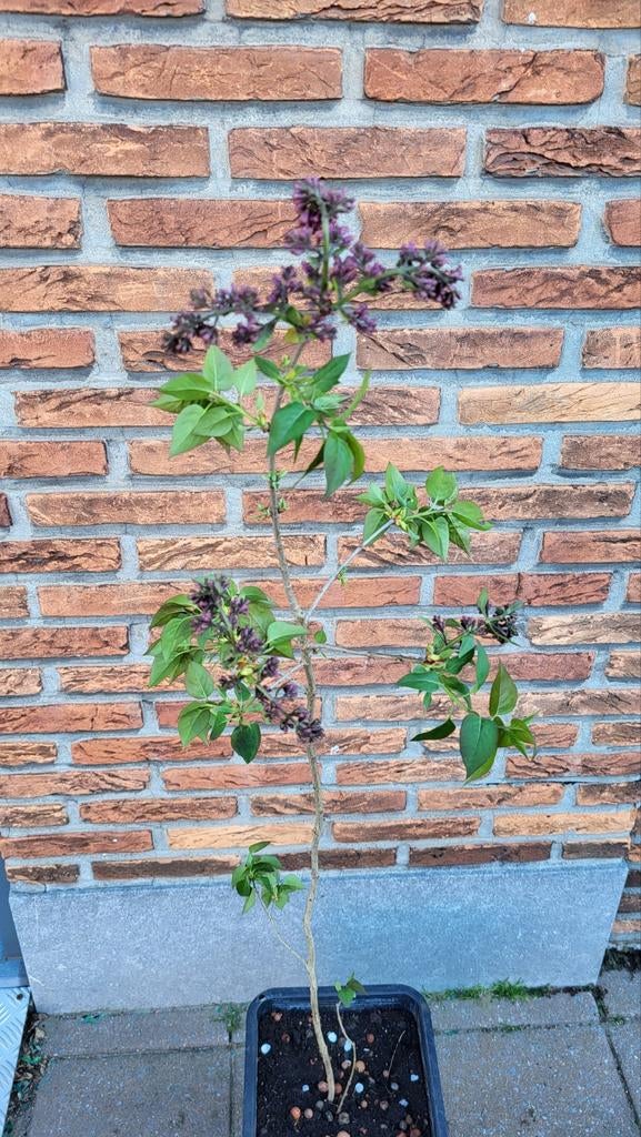 Heel mooie sering/syringa boom (Winterhard), Tuin en Terras, Ophalen