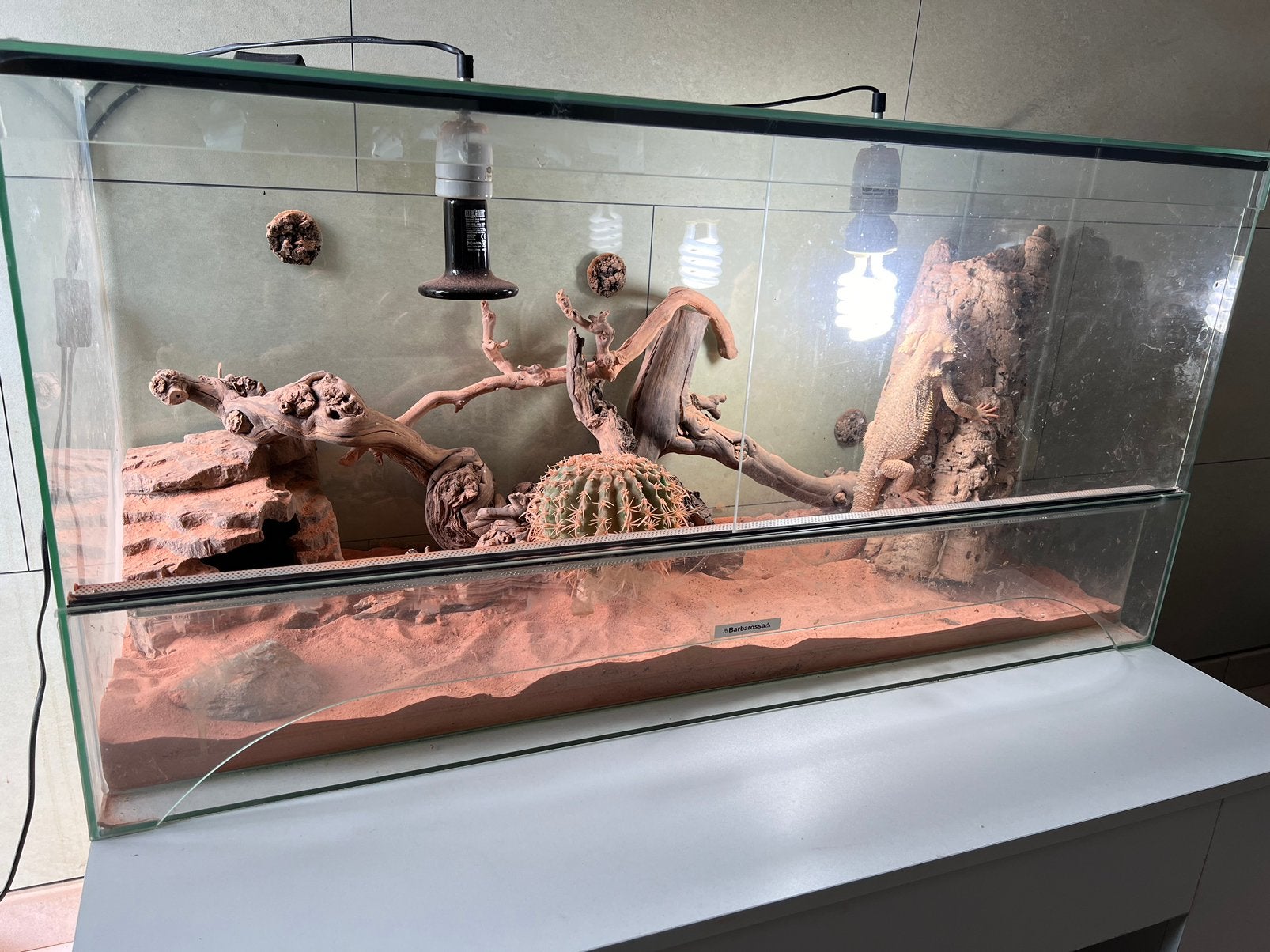 Terrarium met baardagaam, Animaux & Accessoires, Reptiles & Amphibiens, Lézard, Avec terrarium