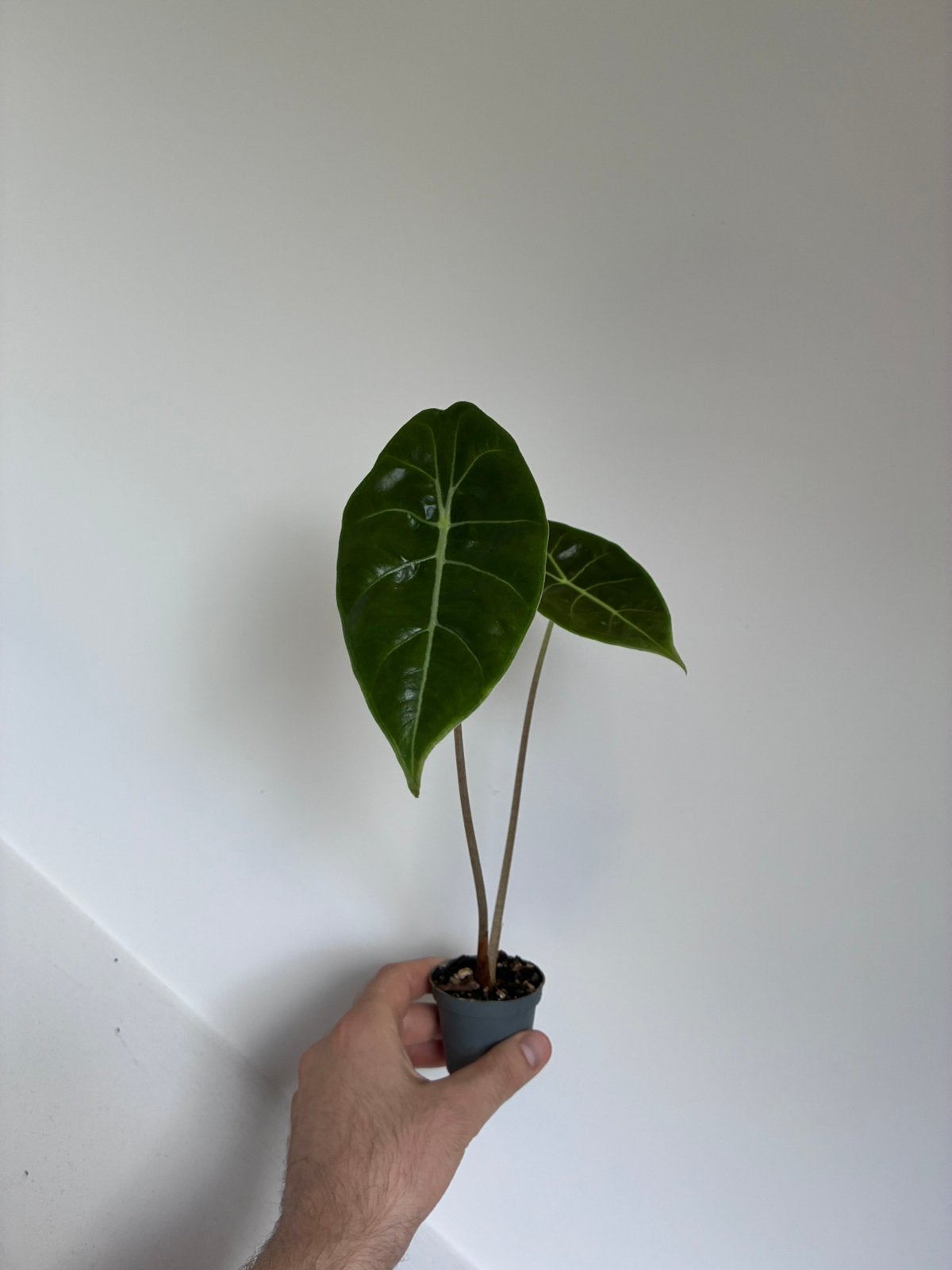 Alocasia sedenii, Ophalen