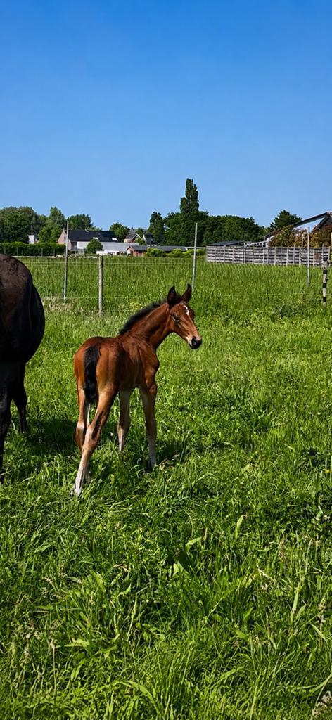 Interessante veulens en jaarling te koop, Jument, Cheval de dressage