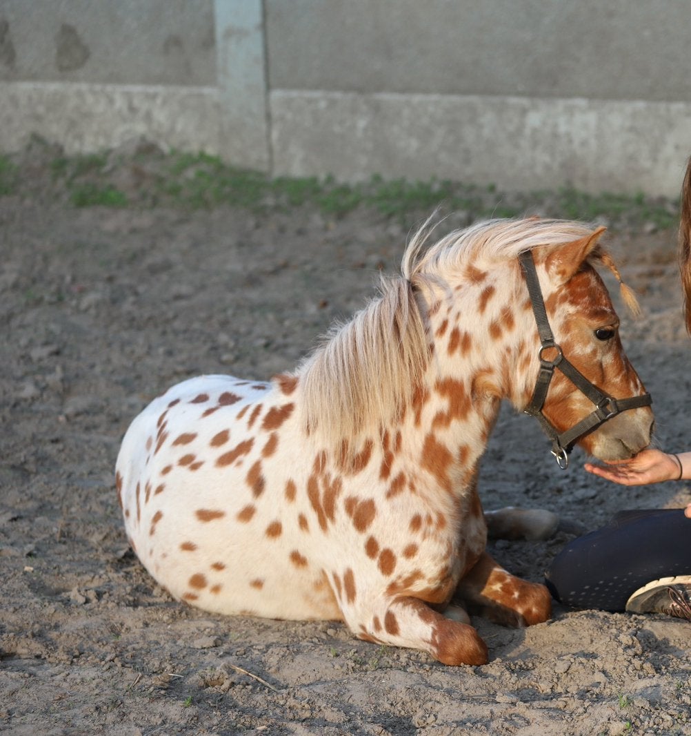 Prachtig hengstje te koop, Animaux & Accessoires, Chevaux & Poneys | Étalons & Juments poulinières, Étalon