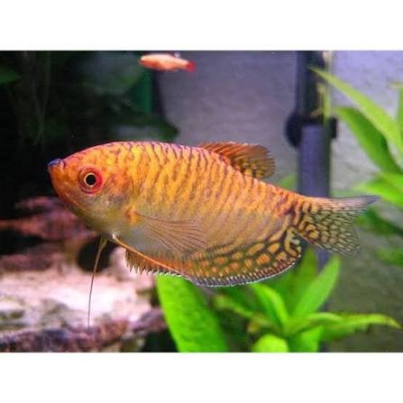 Gouden Gourami – Mooie aquariumvis – Gezond en actief, Dieren en Toebehoren, Vis