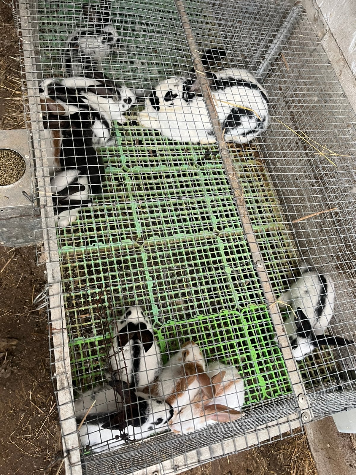 Reuze vlinder konijnen, Dieren en Toebehoren, Konijnen, Geslacht onbekend, Groot, 0 tot 2 jaar