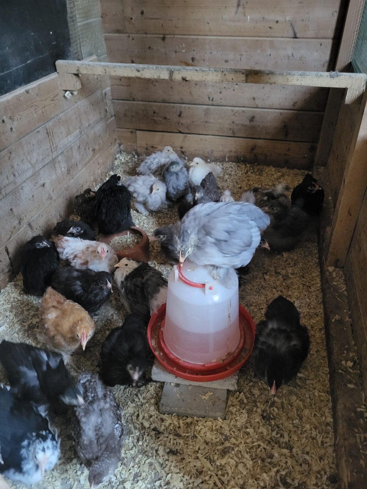 cochin kriel hennetjes., Dieren en Toebehoren, Pluimvee