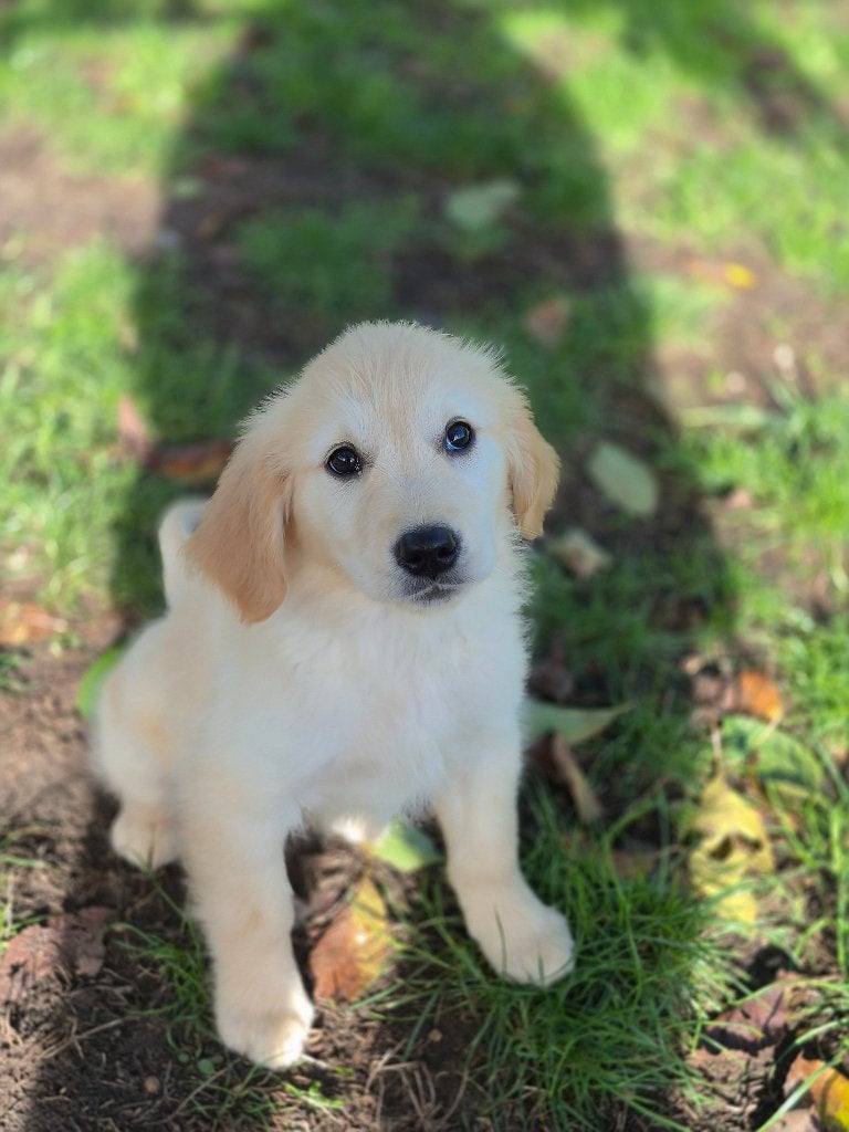 Prachtige golden retriever pups beschikbaar, Golden retriever, België, CDV (hondenziekte), 8 tot 15 weken