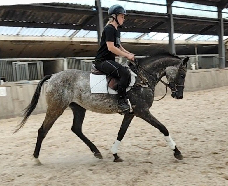Zeer unieke en talentvolle E appaloosa pony!️, Dieren en Toebehoren, B, Dressuurpony, 3 tot 6 jaar, Merrie