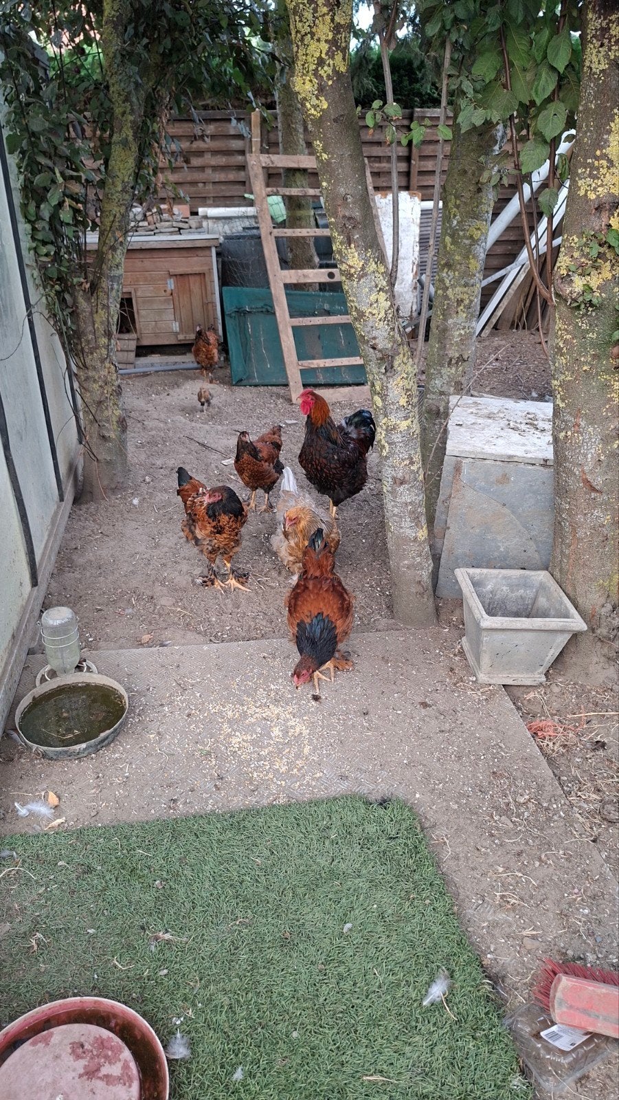 gratis, Dieren en Toebehoren, Pluimvee