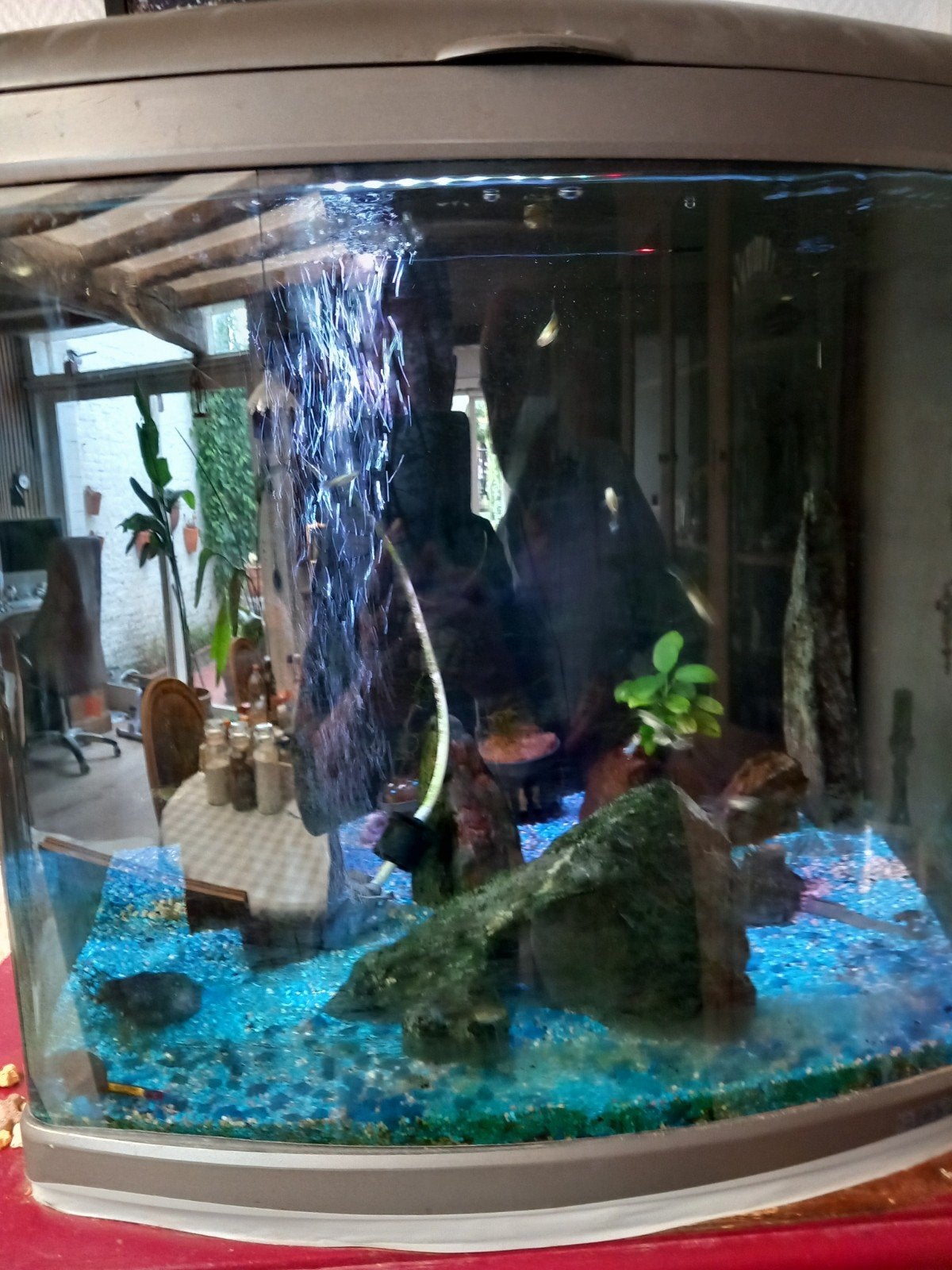 aquarium te koop, Ophalen