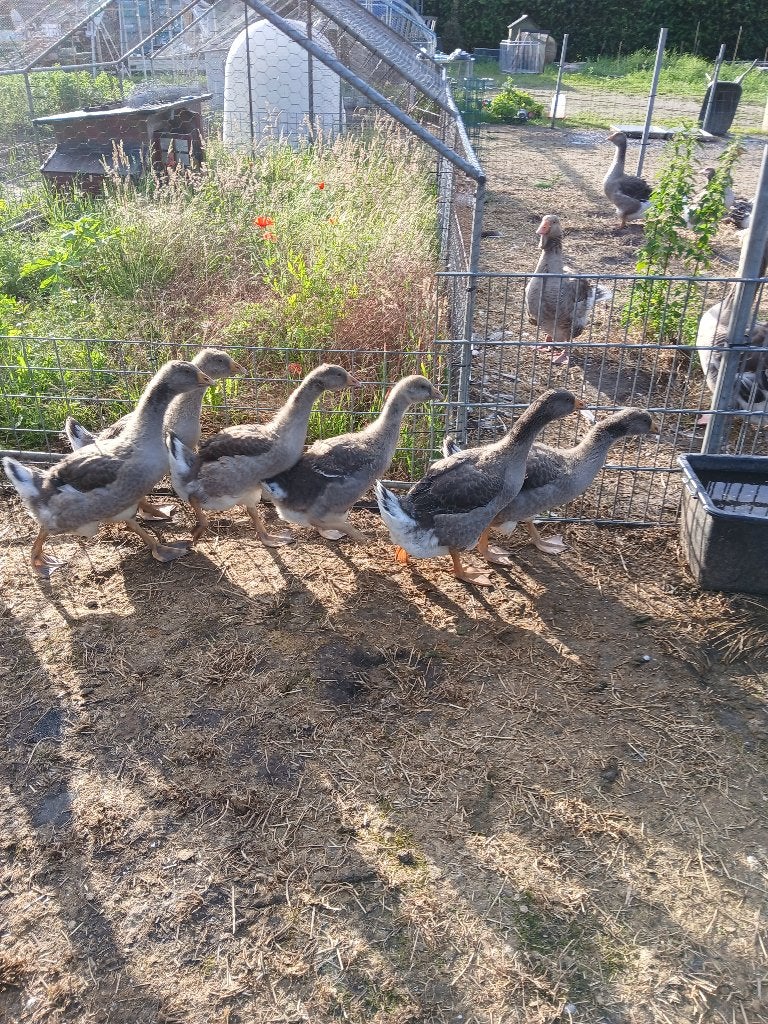 Jonge Toulouse Dewlap  Ganzen, Dieren en Toebehoren, Geslacht onbekend, Gans of Zwaan
