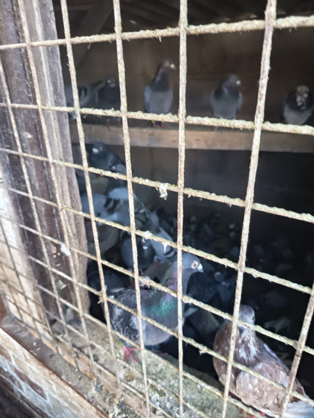 postduiven, Dieren en Toebehoren, Meerdere dieren, Overige soorten
