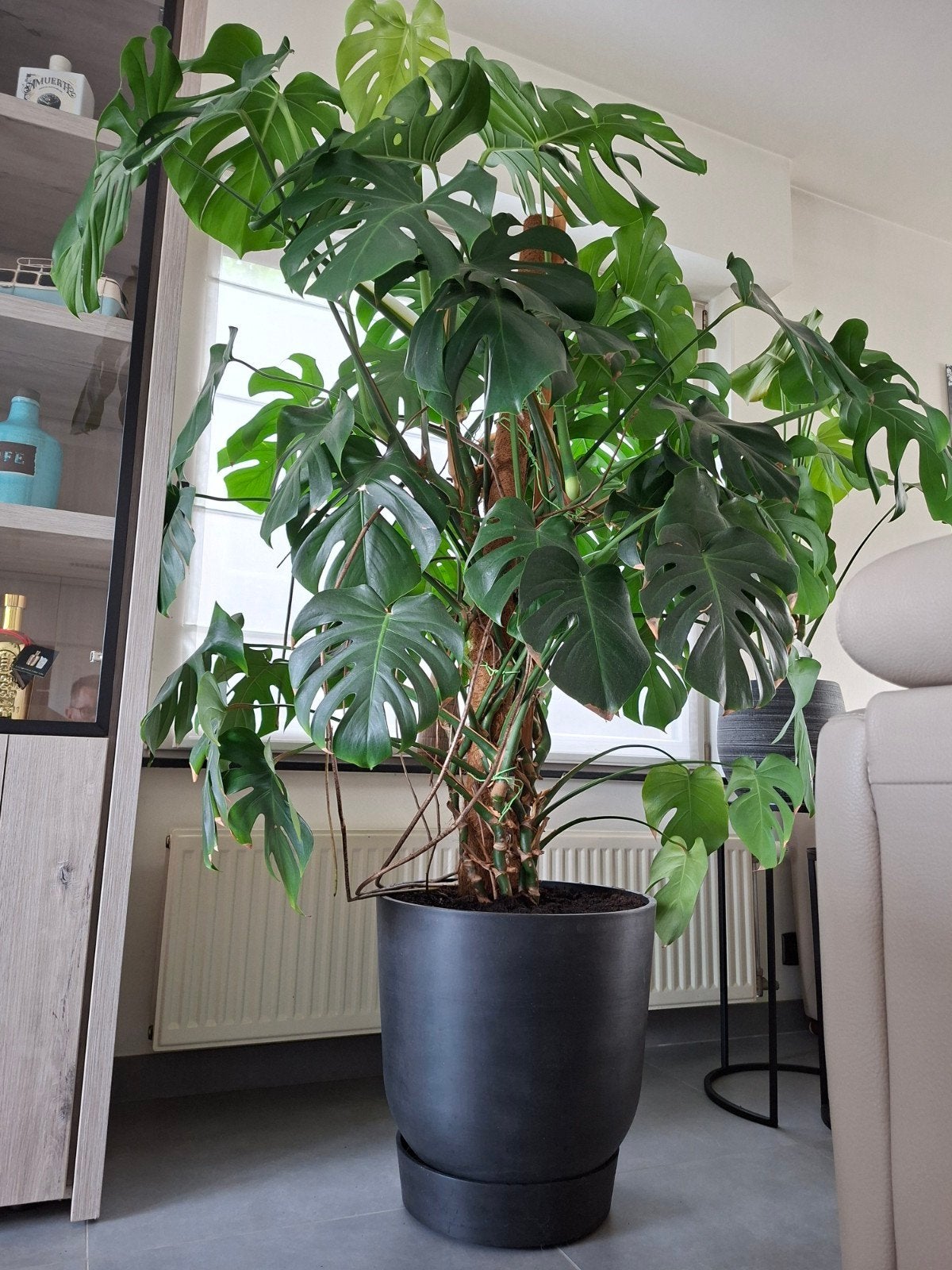 Monstera Deliciosa XXL met composiet plantenpot, Maison & Meubles, Plantes d'intérieur, Enlèvement