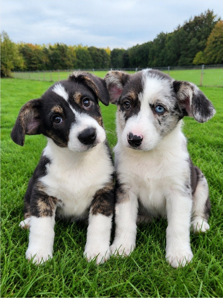 Welsh Corgi Cardigan pups / Corgi pups