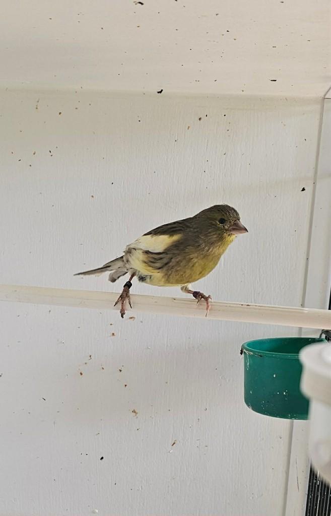 Timbrado kanarie pop 2025, Dieren en Toebehoren, Vrouwelijk, Zangkanarie