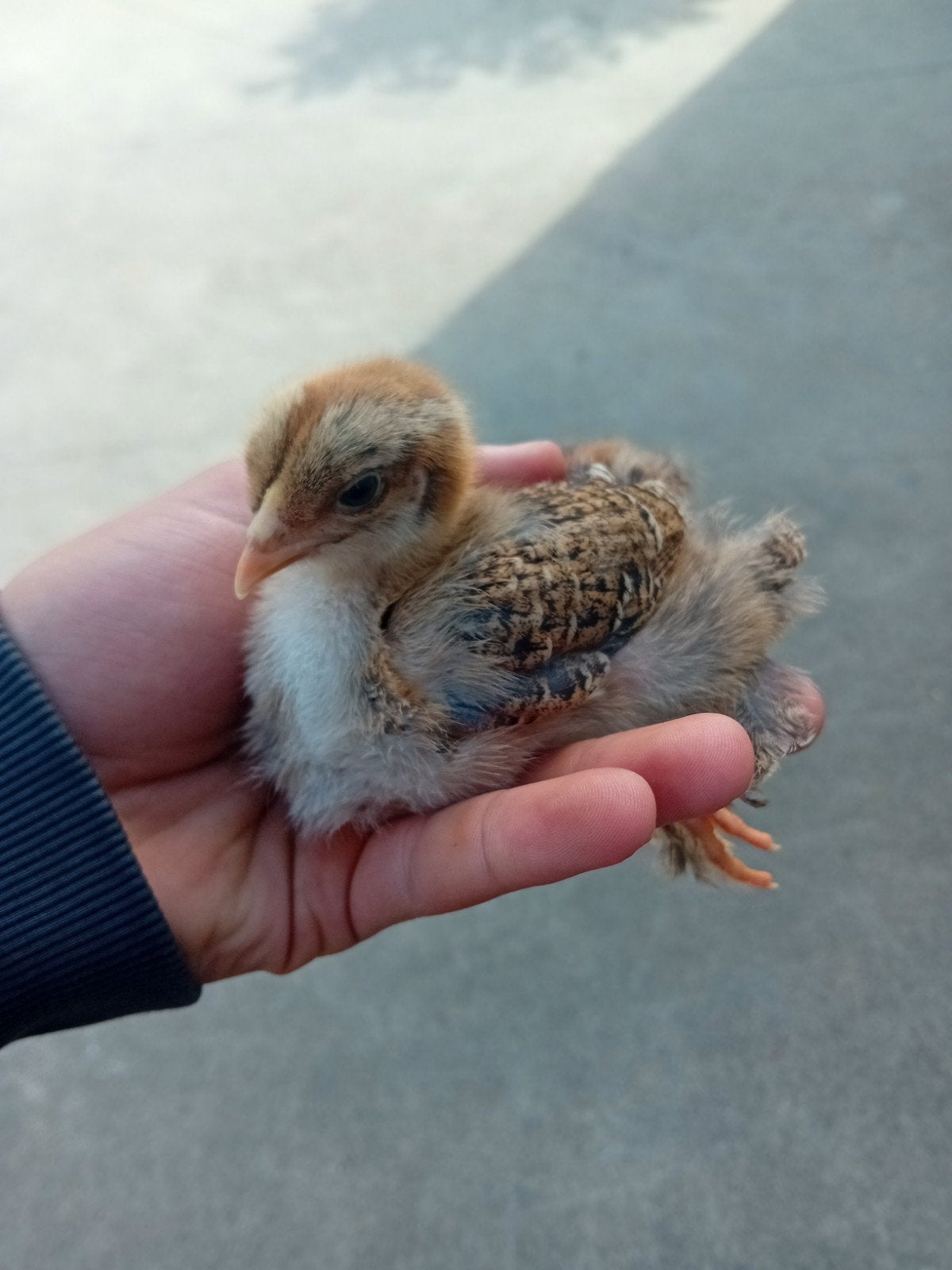 Brahma kuikens, Dieren en Toebehoren