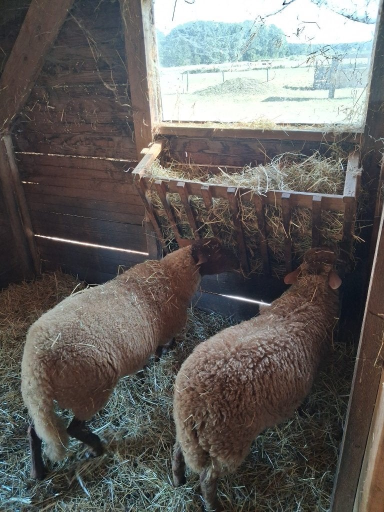 Ardense voskop, Plusieurs animaux, Mouton, 0 à 2 ans