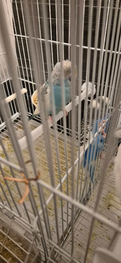 Vogel kooi met koppel grasparkieten, Dieren en Toebehoren