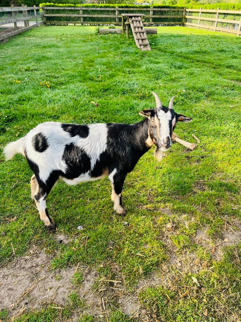 Dwergeit Mieke, Femelle, Chèvre, 0 à 2 ans