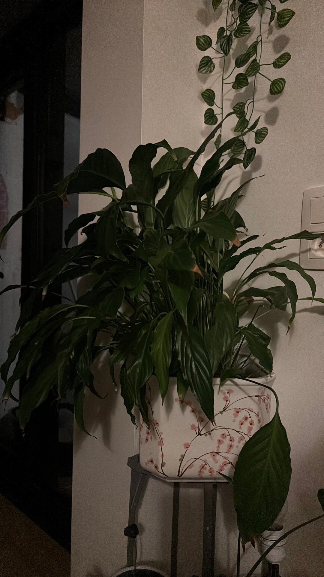 Indoor plant SPATHIPHYLLUM with vintage ceramic chinese pot, Ophalen