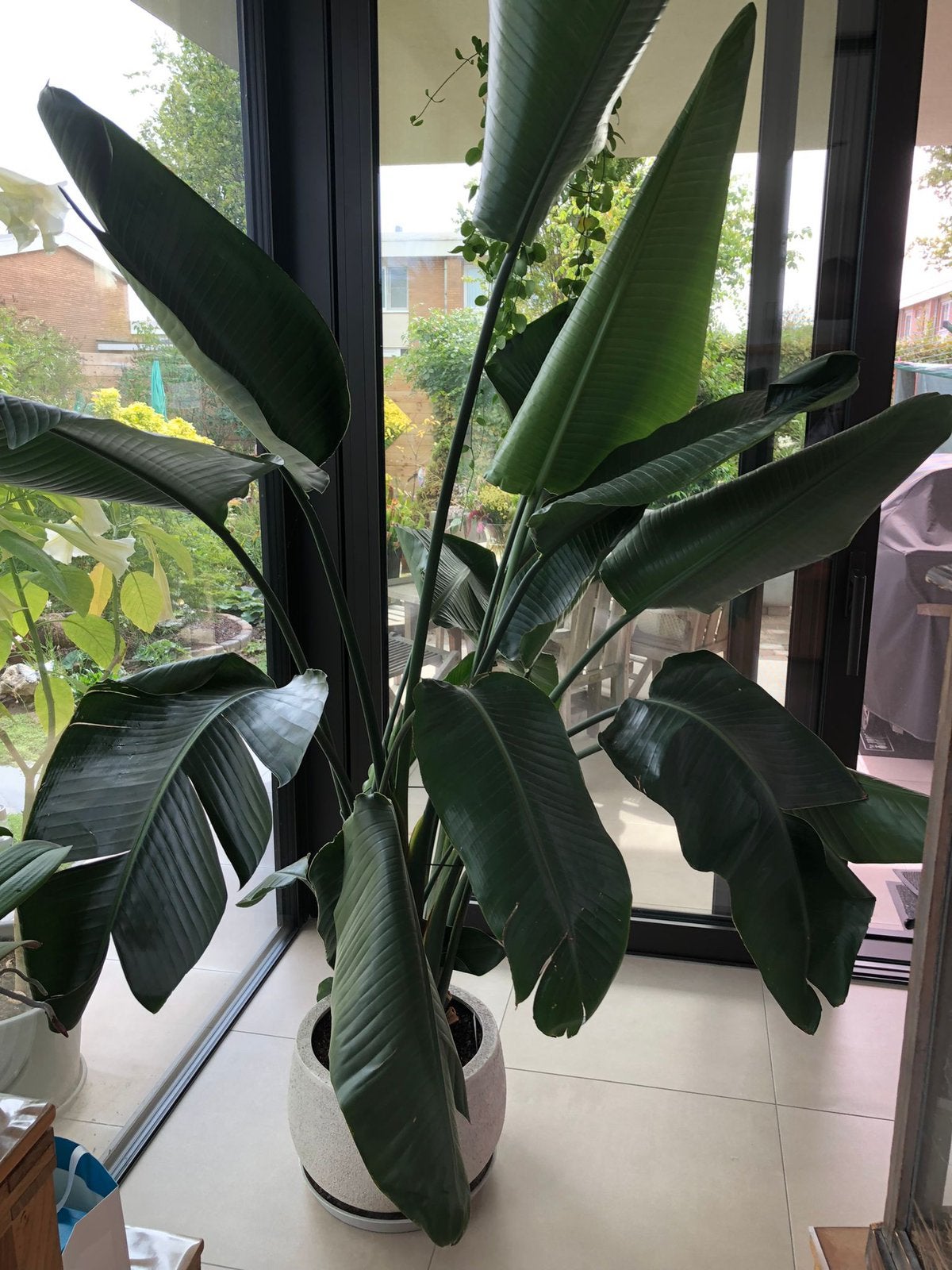 XXL Strelitzia Nicolai – Tropische Blikvanger van 2,5m!, Ophalen, 200 cm of meer, Halfschaduw, In pot