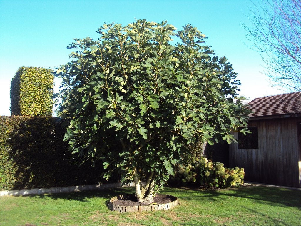 Vijgenstruik (Ficus carica), Ophalen, 250 tot 400 cm, Zomer, Vijgenboom