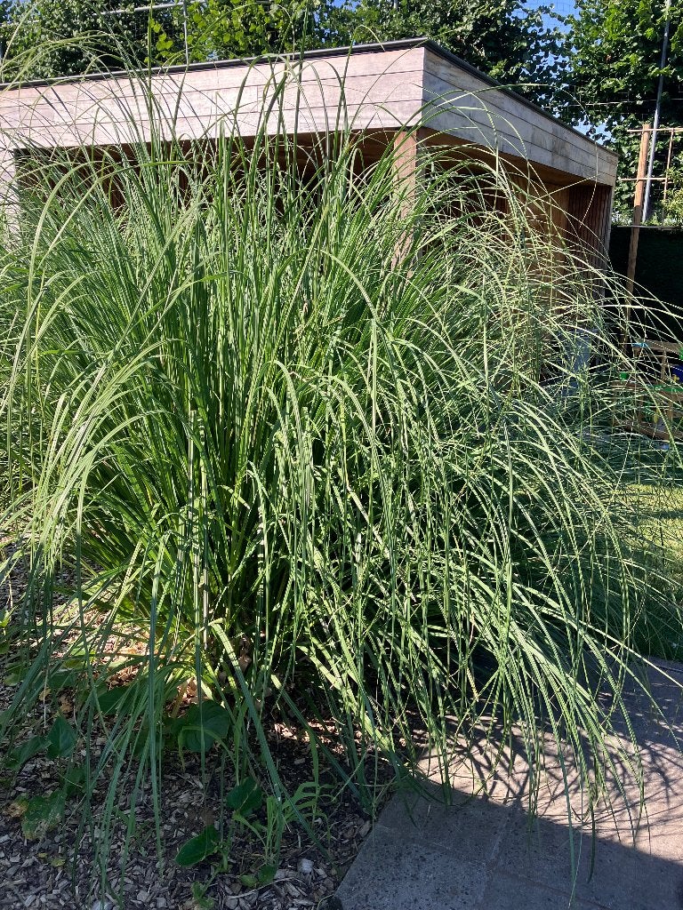 Pampas gras, Tuin en Terras, Ophalen, Zomer, Vaste plant, Siergrassen
