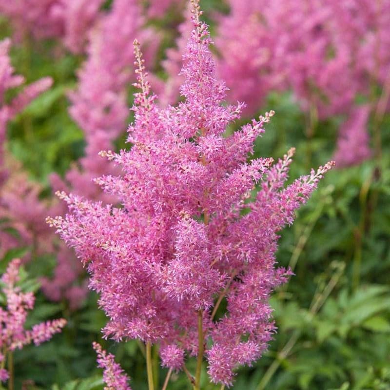 Astilbe Rheinland, Tuin en Terras, Ophalen