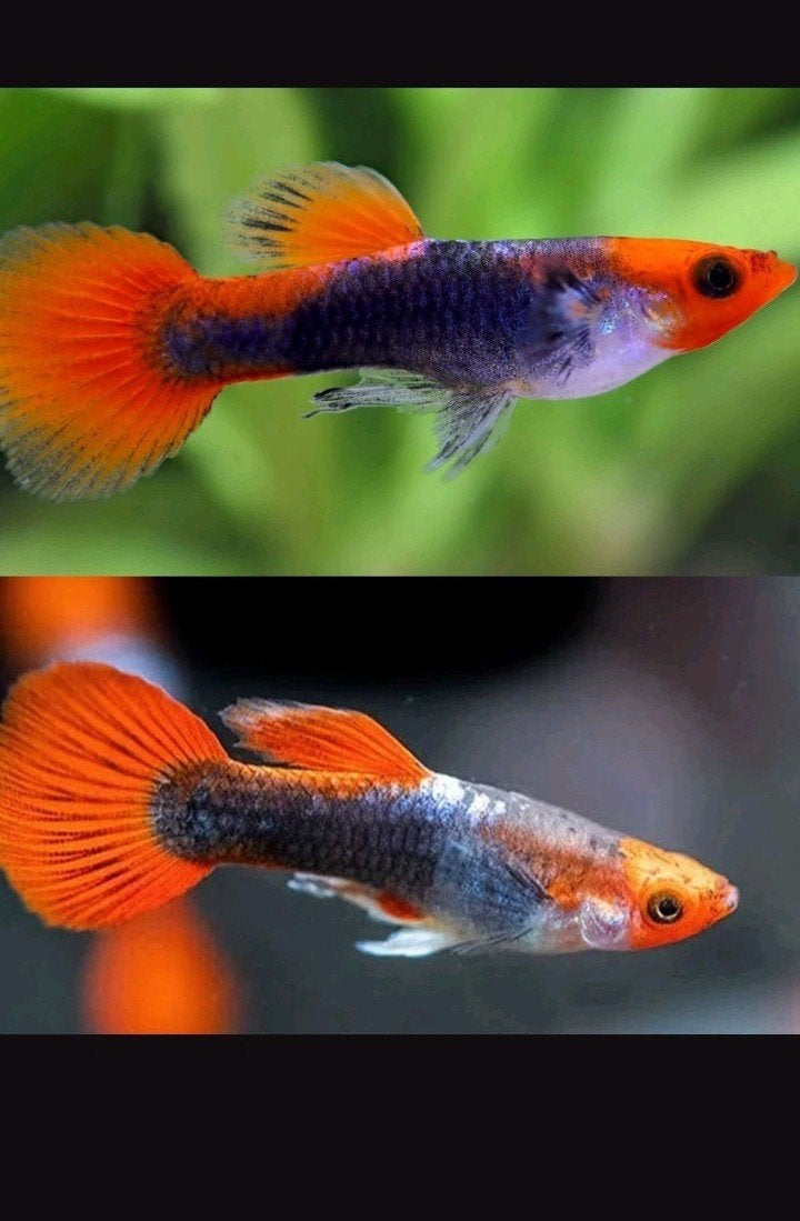 Tuxedo koi guppen, Dieren en Toebehoren, Ophalen