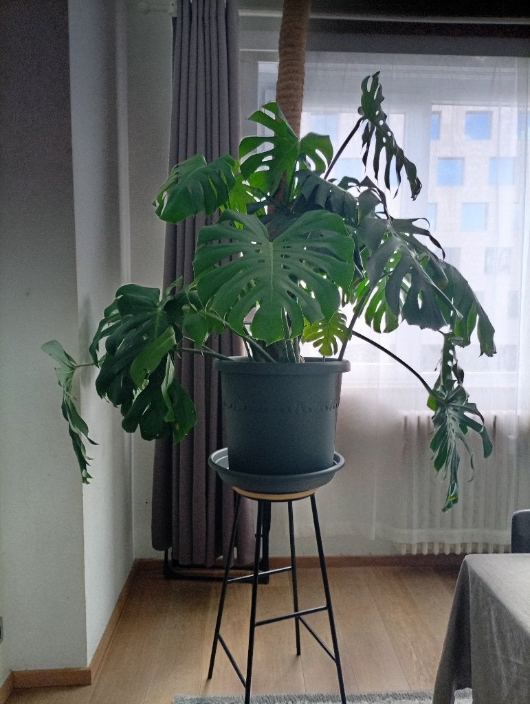 Monstera deliciosa, Autres espèces, En pot, Plein soleil, Plante verte