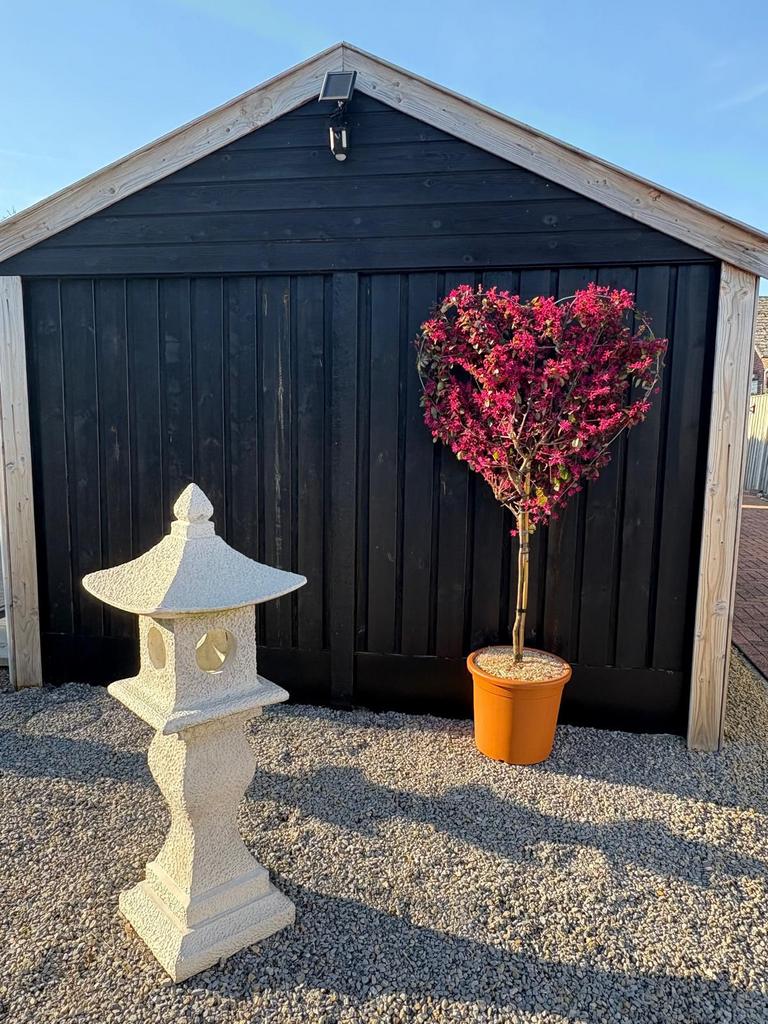 Loropetalum chinense ‘Fede’ – unieke blikvanger bonsai, Tuin en Terras, Ophalen, In pot